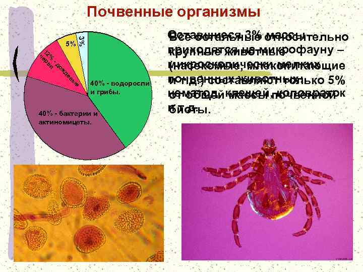Почвенные организмы 3% 5% е вы е жд о -д % ви 12 ер