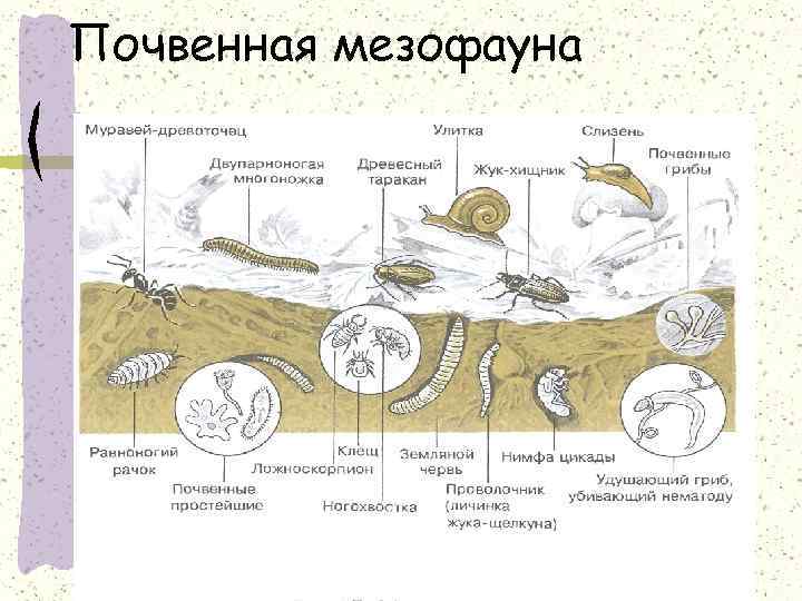 Почвенная мезофауна 