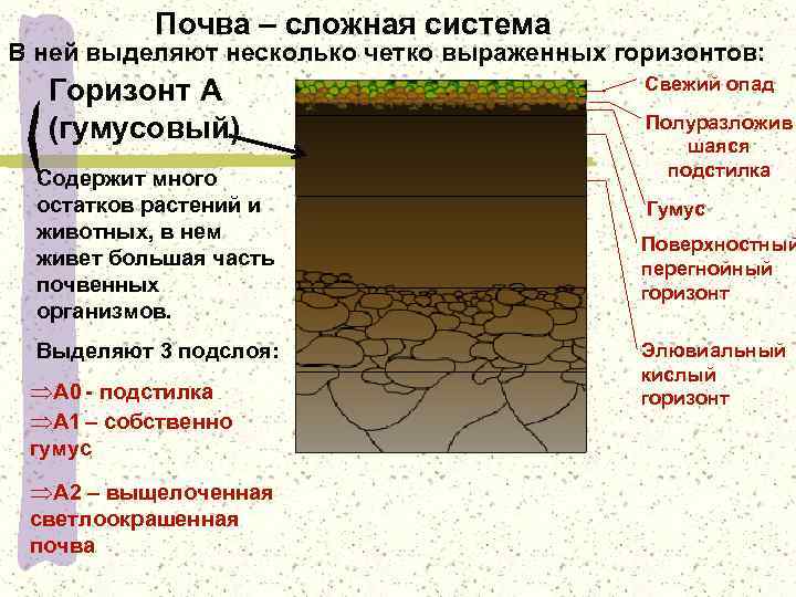 Почва и ее состав