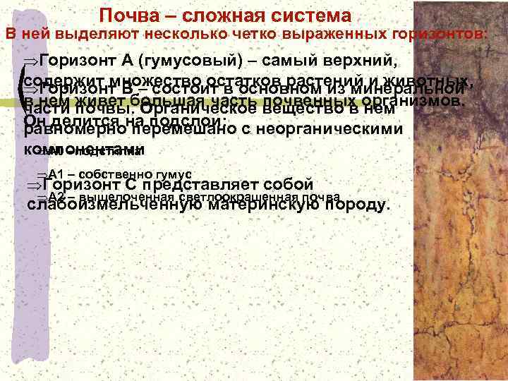 Почва – сложная система В ней выделяют несколько четко выраженных горизонтов: ÞГоризонт A (гумусовый)