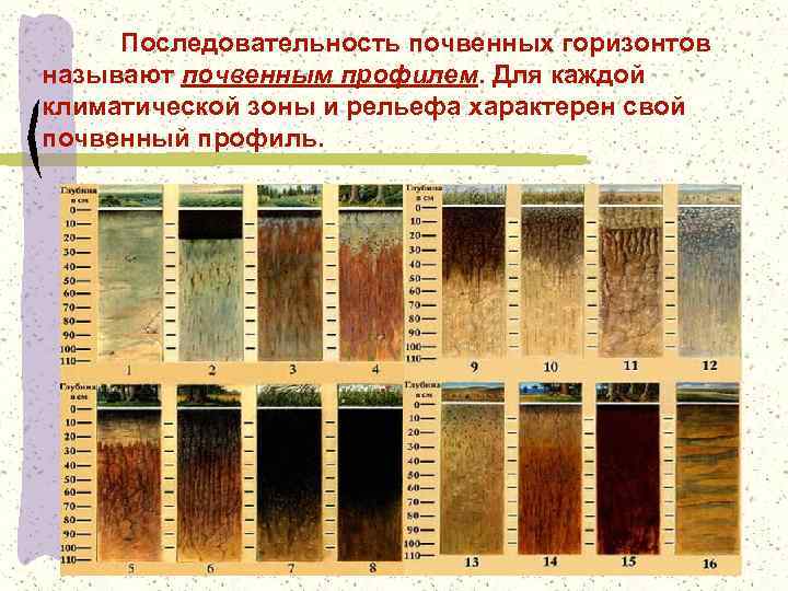 Последовательность почвенных горизонтов называют почвенным профилем. Для каждой климатической зоны и рельефа характерен свой