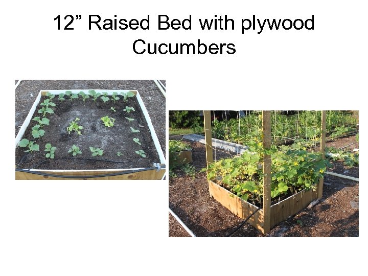 12” Raised Bed with plywood Cucumbers 