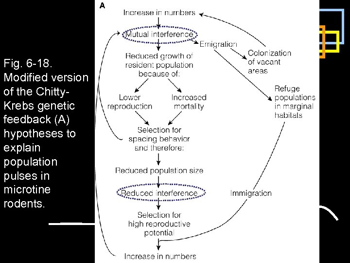 Fig. 6 -18. Modified version of the Chitty. Krebs genetic feedback (A) hypotheses to