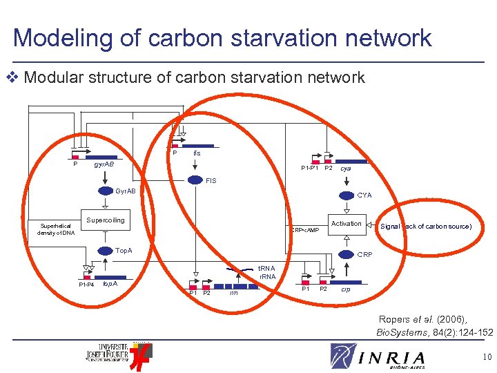 Modeling of carbon starvation network v Modular structure of carbon starvation network P fis