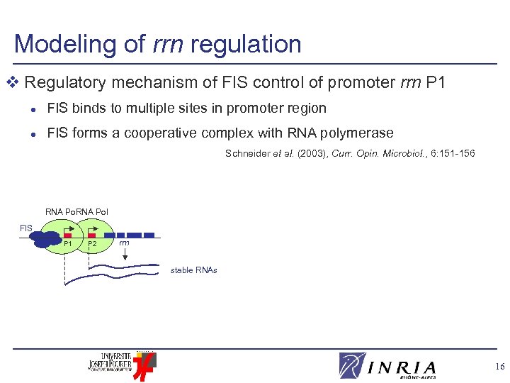 Modeling of rrn regulation v Regulatory mechanism of FIS control of promoter rrn P