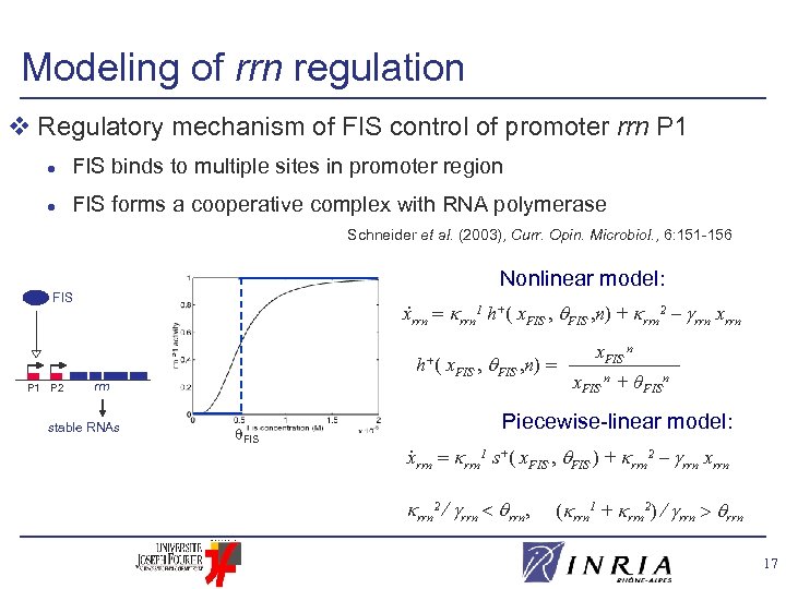 Modeling of rrn regulation v Regulatory mechanism of FIS control of promoter rrn P
