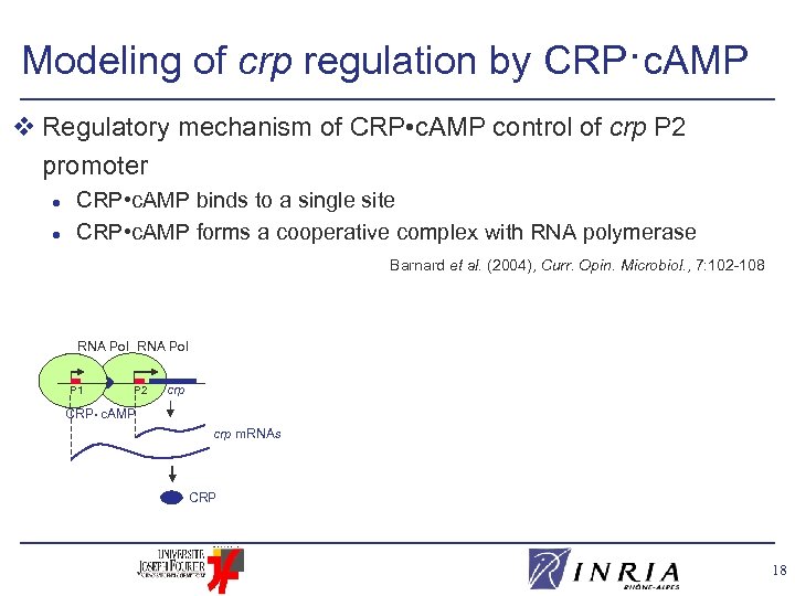 Modeling of crp regulation by CRP·c. AMP v Regulatory mechanism of CRP • c.