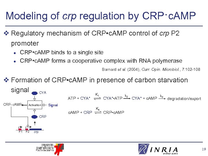 Modeling of crp regulation by CRP·c. AMP v Regulatory mechanism of CRP • c.