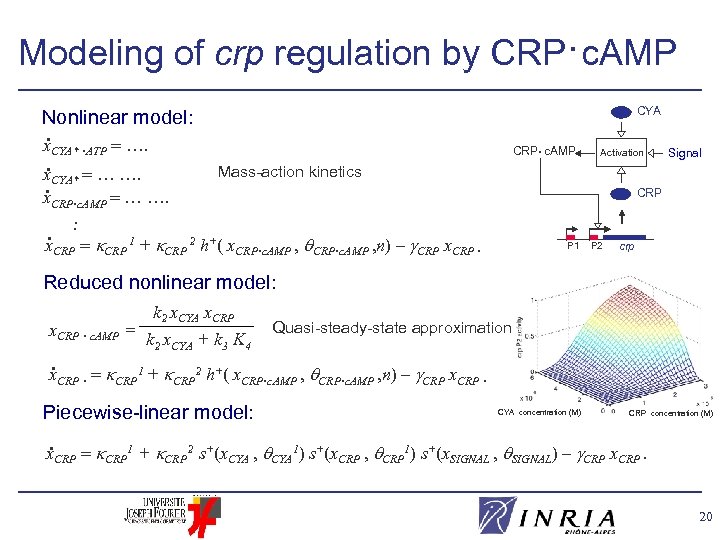 Modeling of crp regulation by CRP·c. AMP CYA Nonlinear model: . x. CYA* ·ATP