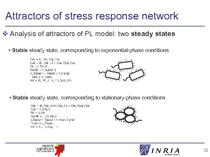 Attractors of stress response network v Analysis of attractors of PL model: two steady