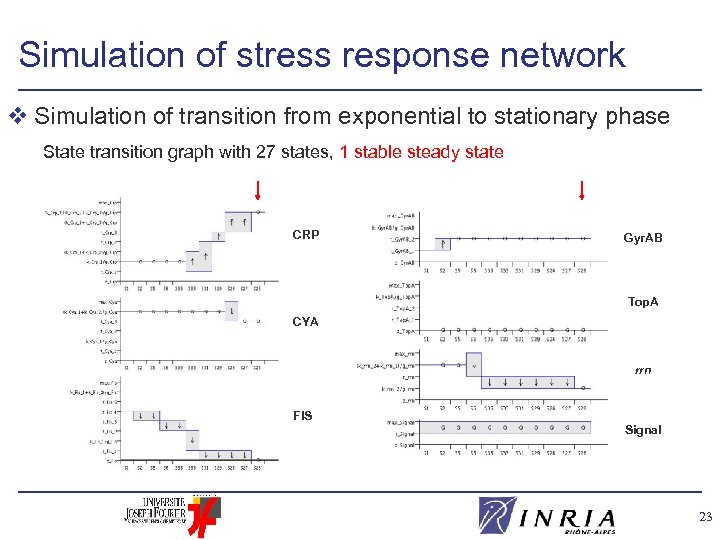 Simulation of stress response network v Simulation of transition from exponential to stationary phase