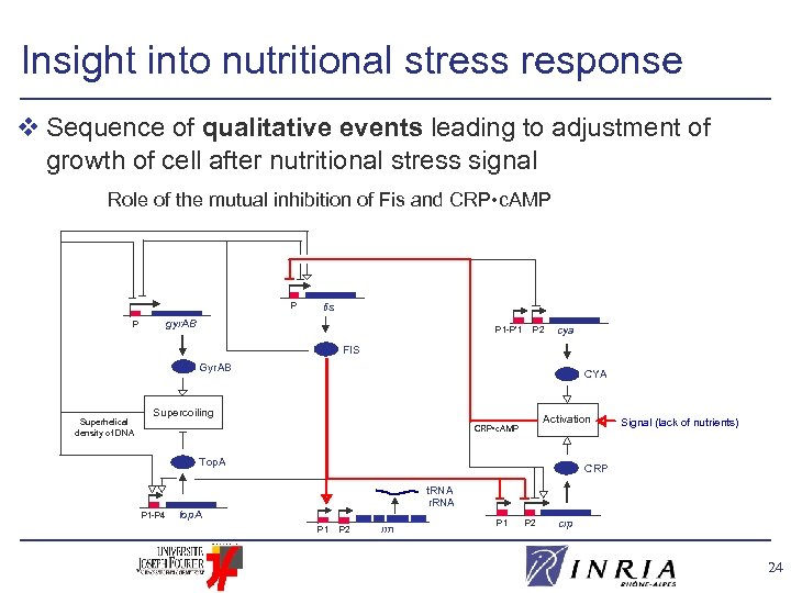 Insight into nutritional stress response v Sequence of qualitative events leading to adjustment of