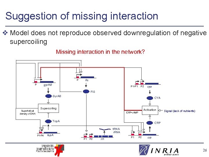 Suggestion of missing interaction v Model does not reproduce observed downregulation of negative supercoiling