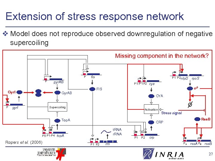 Extension of stress response network v Model does not reproduce observed downregulation of negative