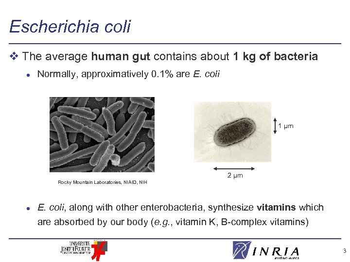 Escherichia coli v The average human gut contains about 1 kg of bacteria l