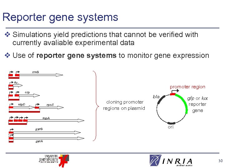 Reporter gene systems v Simulations yield predictions that cannot be verified with currently avaliable