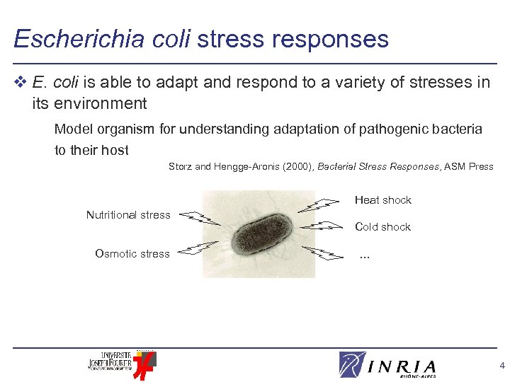 Escherichia coli stress responses v E. coli is able to adapt and respond to