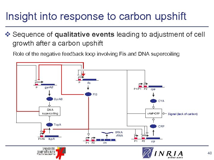 Insight into response to carbon upshift v Sequence of qualitative events leading to adjustment