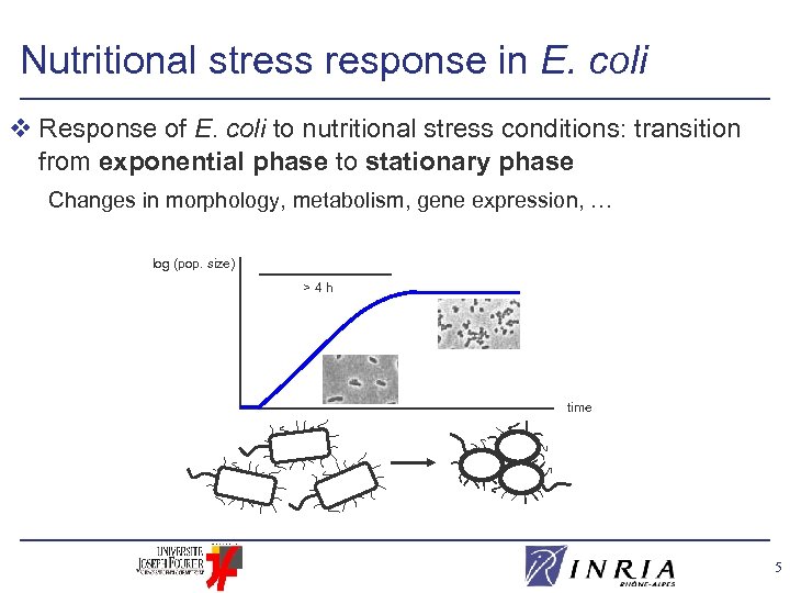 Nutritional stress response in E. coli v Response of E. coli to nutritional stress