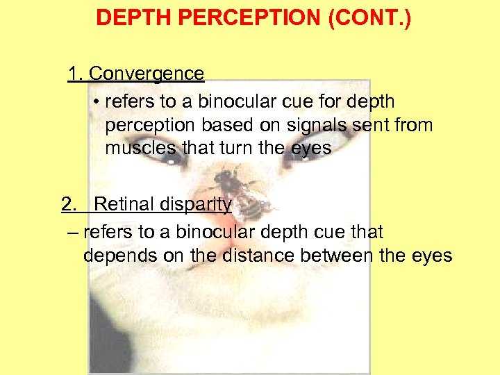 DEPTH PERCEPTION (CONT. ) 1. Convergence • refers to a binocular cue for depth