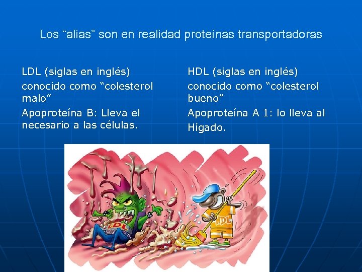 Los “alias” son en realidad proteínas transportadoras LDL (siglas en inglés) conocido como “colesterol