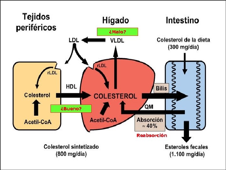¿Malo? ¿Bueno? Reabsorción 