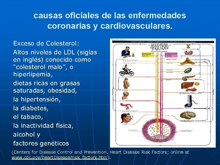 causas oficiales de las enfermedades coronarias y cardiovasculares. Exceso de Colesterol: Altos niveles de