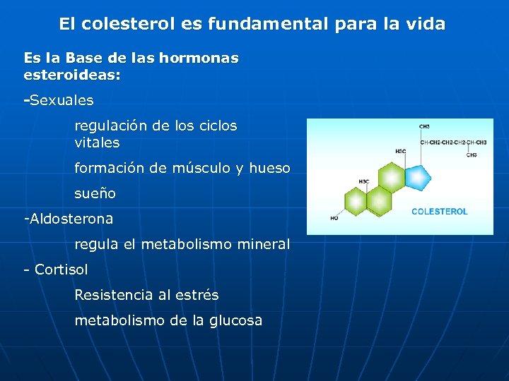 El colesterol es fundamental para la vida Es la Base de las hormonas esteroideas: