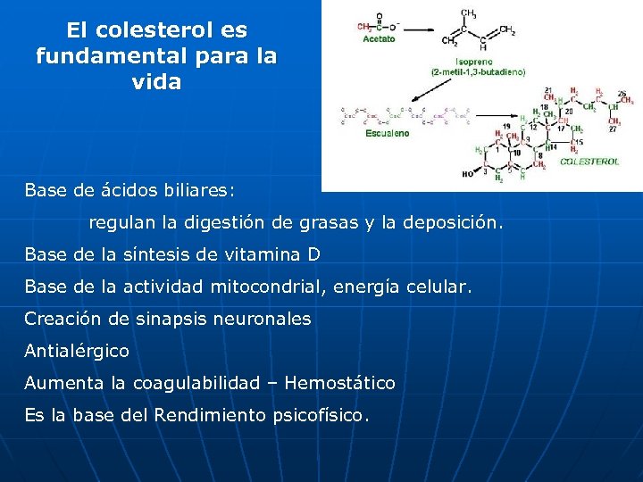 El colesterol es fundamental para la vida Base de ácidos biliares: regulan la digestión