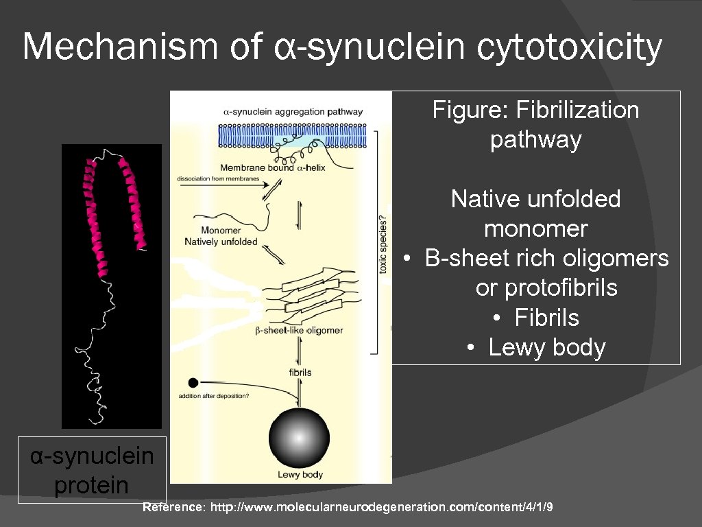 Mechanism of α-synuclein cytotoxicity Figure: Fibrilization pathway Native unfolded monomer • Β-sheet rich oligomers