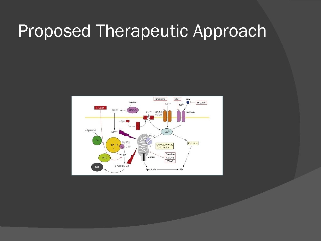 Proposed Therapeutic Approach 