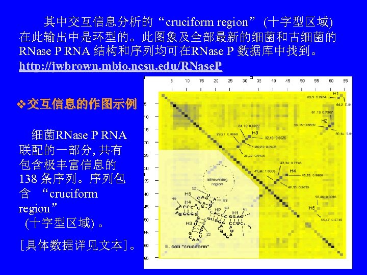 　　其中交互信息分析的“cruciform region” (十字型区域) 在此输出中是环型的。此图象及全部最新的细菌和古细菌的 RNase P RNA 结构和序列均可在RNase P 数据库中找到。 http: //jwbrown. mbio. ncsu.