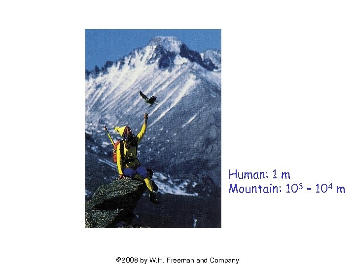 Human: 1 m Mountain: 103 – 104 m © 2008 by W. H. Freeman