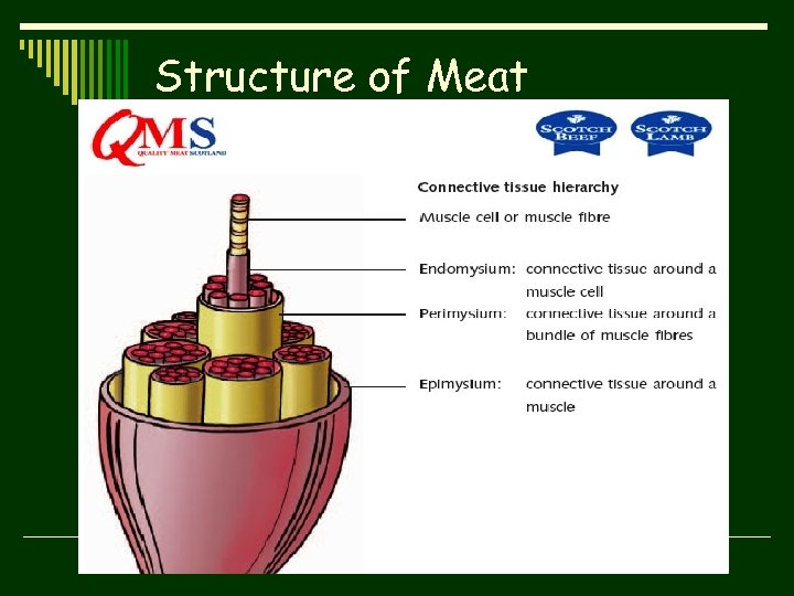 Structure of Meat 