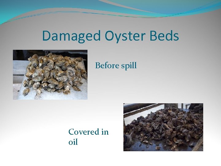 Damaged Oyster Beds Before spill Covered in oil 