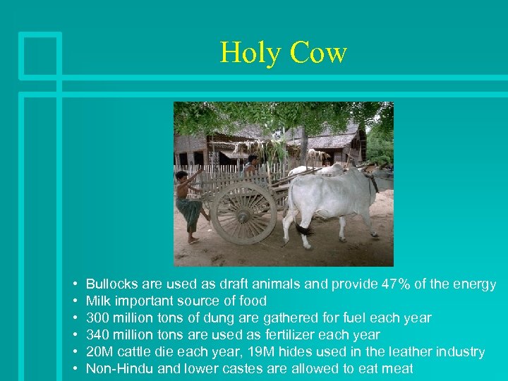 Holy Cow • • • Bullocks are used as draft animals and provide 47%