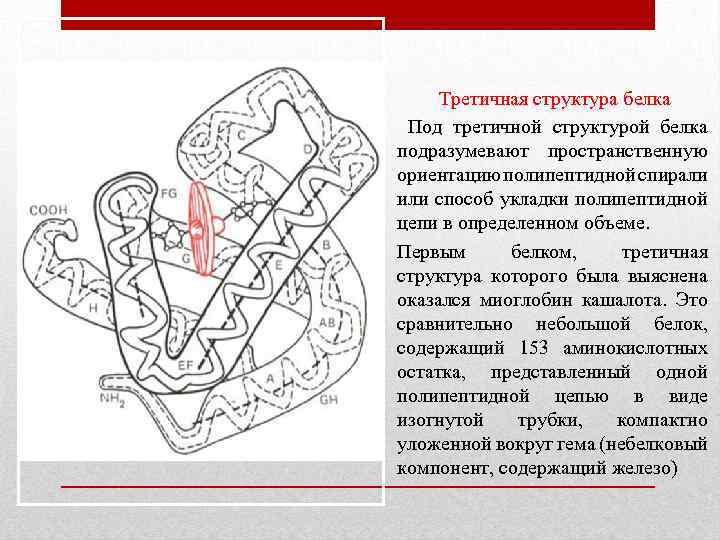 Установи рисунок на котором представлена третичная структура белка