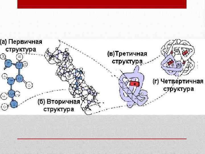 Первичная третичная структура. Структуры белка первичная вторичная третичная четвертичная. Первичная вторичная третичная четвертичная структура.