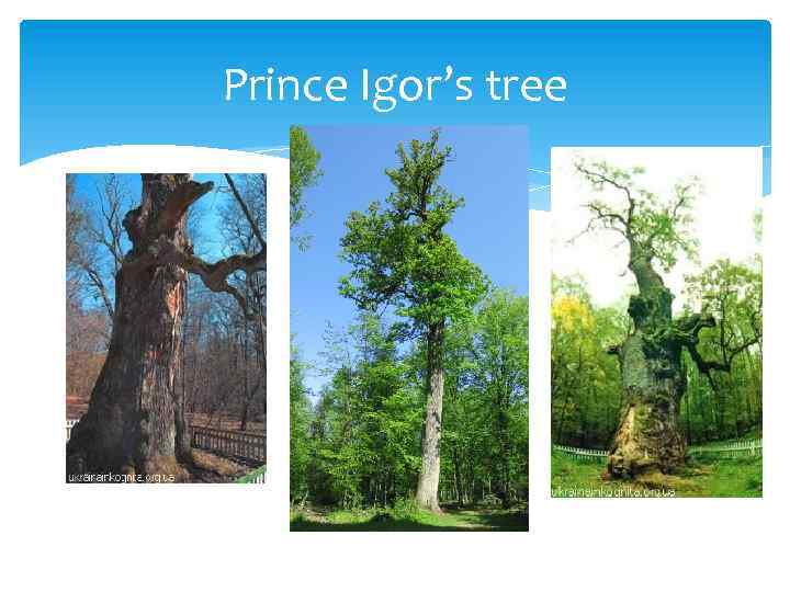 Prince Igor’s tree 
