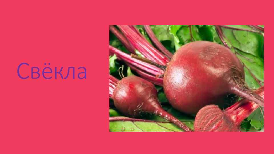 Свёкла 