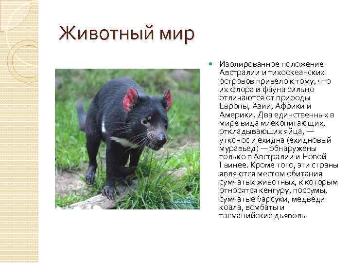 Животный мир Изолированное положение Австралии и тихоокеанских островов привело к тому, что их флора