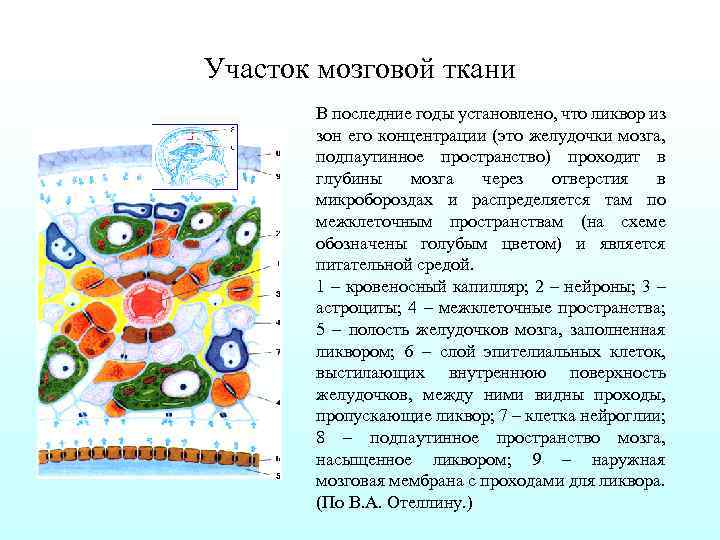 Ткань головного мозга. Мозговая ткань ребенка богата. Белок мозговой ткани. Основная ткань головного мозга. Расплавления мозговой ткани.