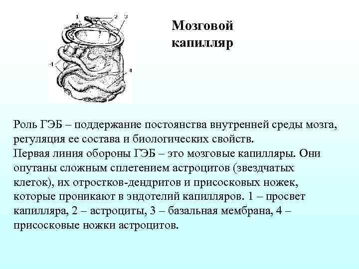 Мозговой капилляр Роль ГЭБ – поддержание постоянства внутренней среды мозга, регуляция ее состава и