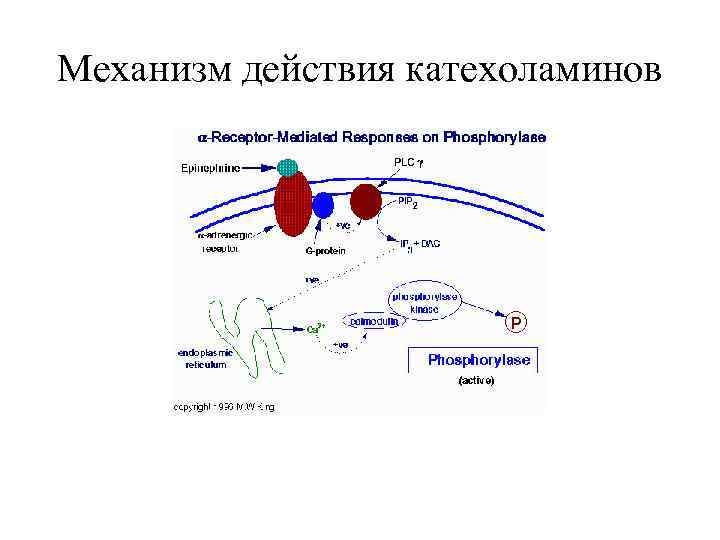 Механизм действия катехоламинов 