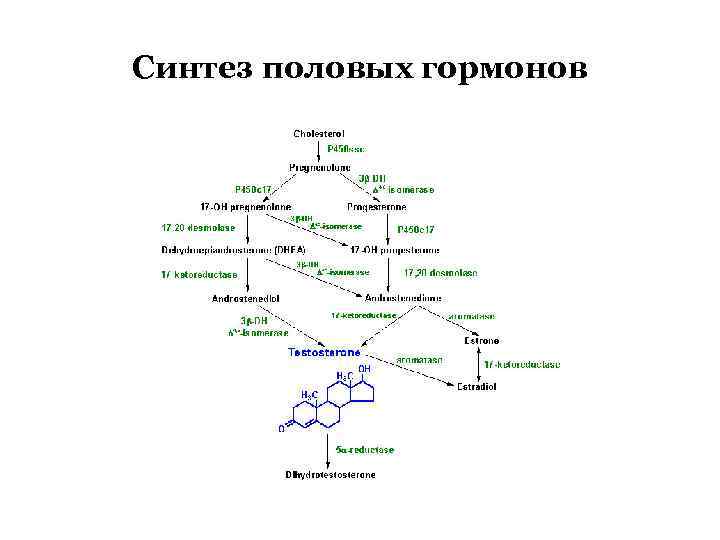 Схема синтеза половых гормонов