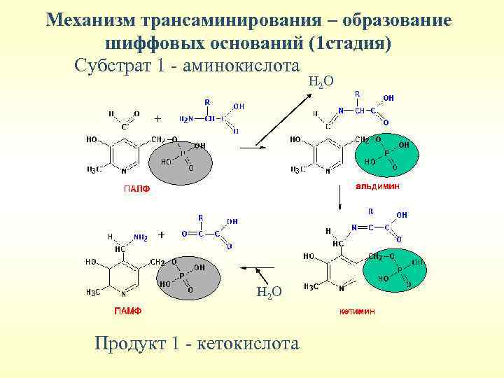 Механизм трансаминирования – образование шиффовых оснований (1 стадия) Субстрат 1 - аминокислота Н 2