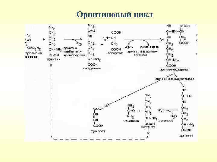 Орнитиновый цикл 