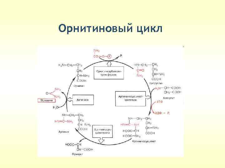 Орнитиновый цикл 