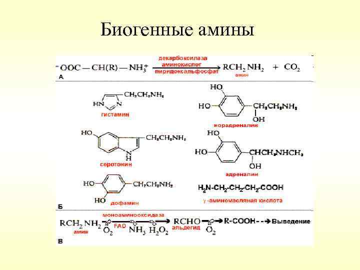 Биогенные амины 