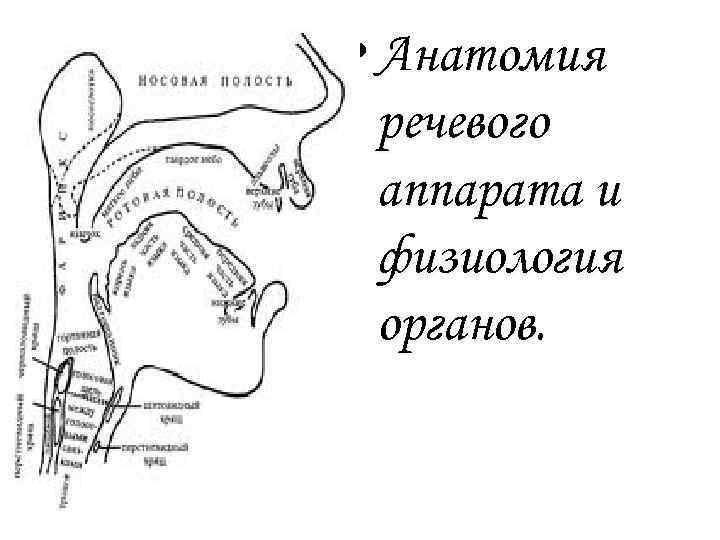  • Анатомия речевого аппарата и физиология органов. 